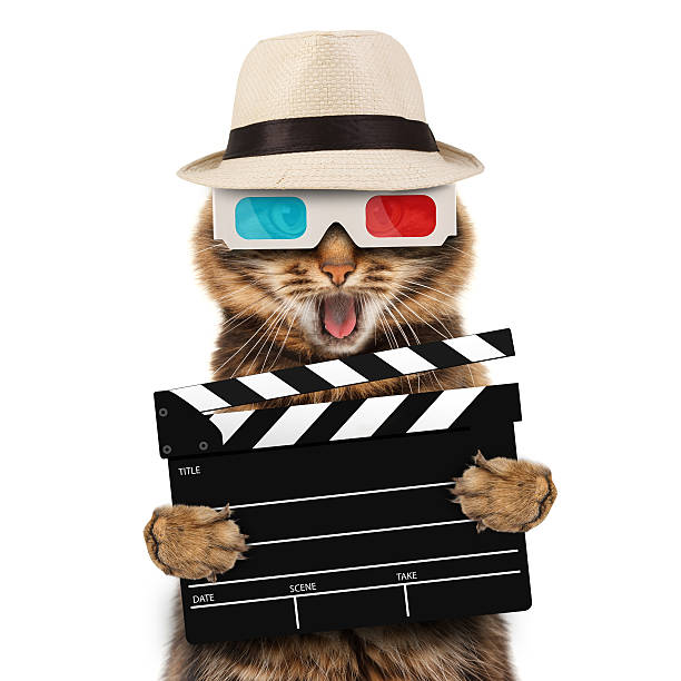 фильм директор кошка с clapperboard - video home video camera shooting video still стоковые фото и изображения