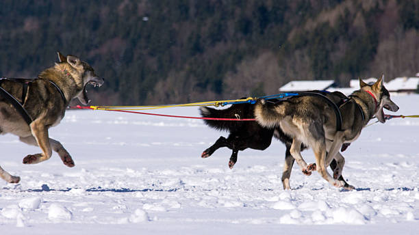 carrera de trineo con perros - mehrere tiere fotografías e imágenes de stock