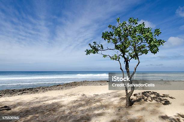 Árvore Na Praia - Fotografias de stock e mais imagens de Ao Ar Livre - Ao Ar Livre, Areia, Azul