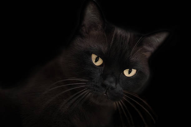 istock Black cat with hot eyes 475530233