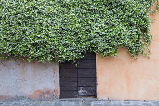 wooden old door and ocher wall covered by climbing jasmine full of white flowers