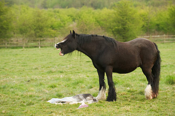 istock Horse mourning her still born foal 475530358