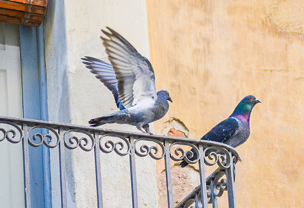 istock Young Pigeon with Adult 475530424