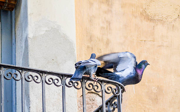 istock Young Pigeon and Adult 475530426