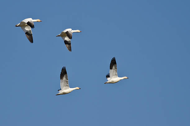 istock Four Snow Geese Flying in a Blue Sky 475530486