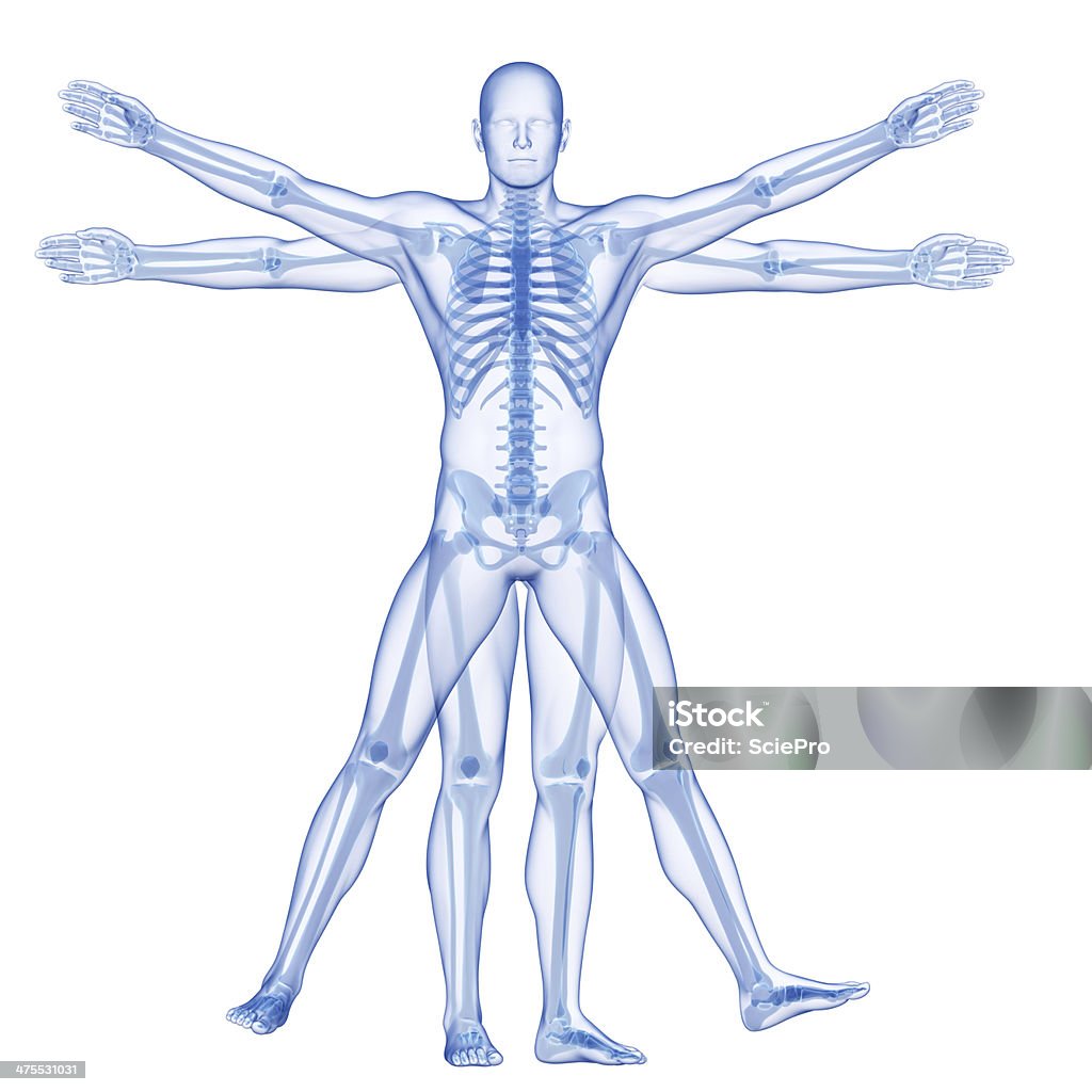 vitruvian man vitruvian man - skeleton Human Skeleton Stock Photo