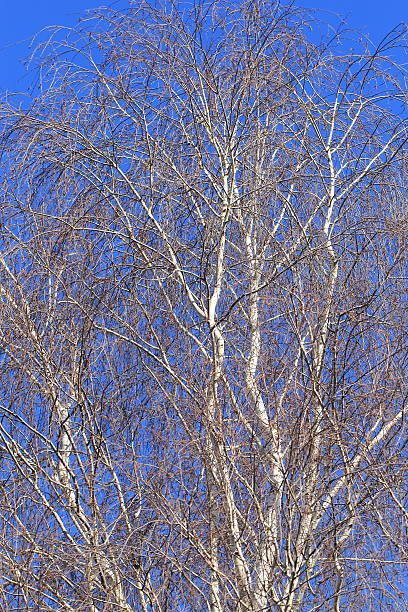 Birch on a beautiful winter without leaves.