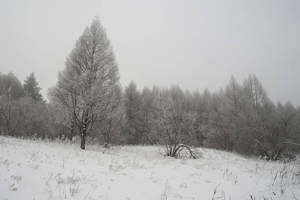 istock Winter foggy landscape in forest 475534953