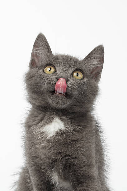 istock Closeup Gray Kitty Looking Up and Licked on White 475535950
