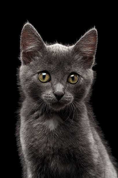 istock Closeup Gray Kitty Looking in Camera on Black 475535978