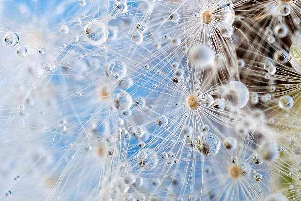 dente di leone e rugiada gocce-astratte macro come scenario alieno - dandelion nature flower abstract foto e immagini stock