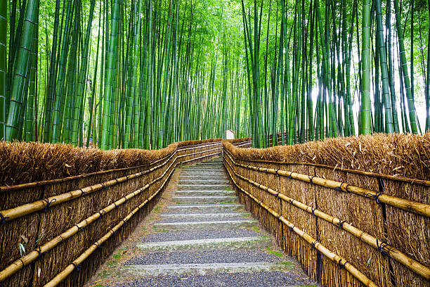 istock Path to bamboo forest, Arashiyama, Kyoto, Japan 475537152
