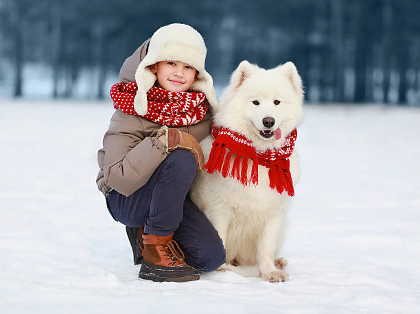 istock Happy teenager boy walking with white Samoyed dog 475538201