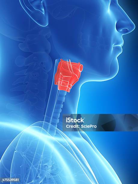 Photo libre de droit de Larynx banque d'images et plus d'images libres de droit de Anatomie - Anatomie, Cartilage, Cartilage cricoïde