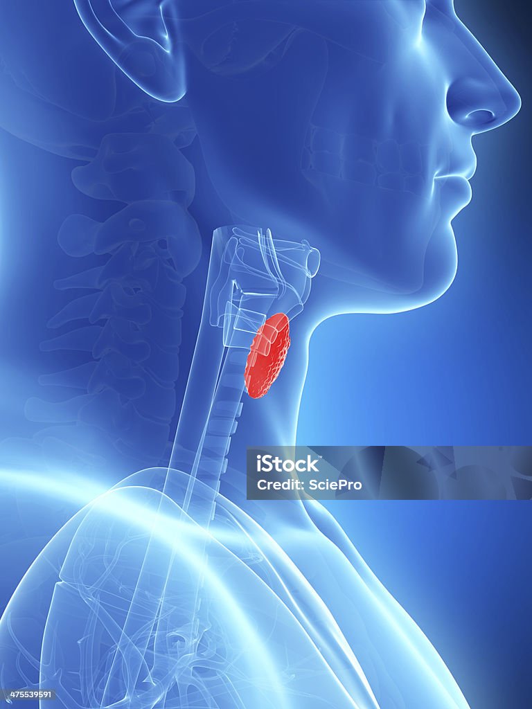 Glande thyroïde - Photo de Anatomie libre de droits