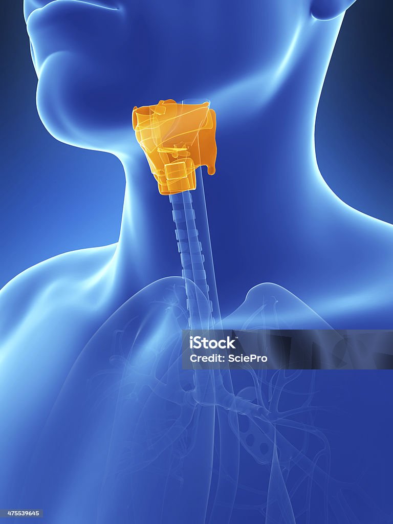 larynx - Photo de Anatomie libre de droits
