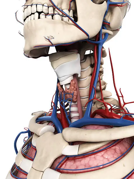 Photo of larynx and thyroid