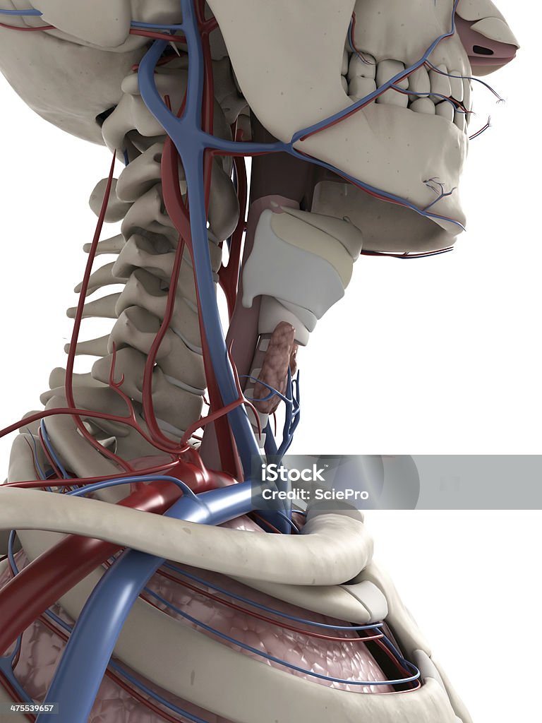 larynx et de la thyroïde - Photo de Crâne humain libre de droits