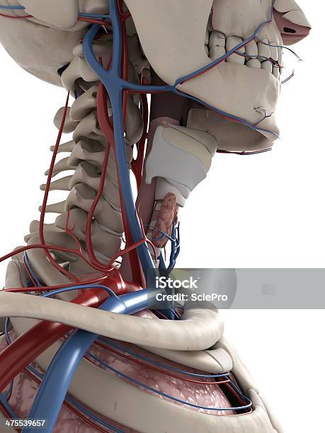 Photo libre de droit de Larynx Et De La Thyroïde banque d'images et plus d'images libres de droit de Crâne humain - Crâne humain, Partie supérieure, Anatomie