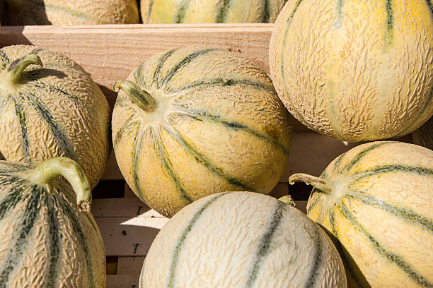 istock Yellow melnos from the organic market 475539683