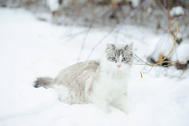 istock Maine Coon Kitten Outside in Snow 475540069
