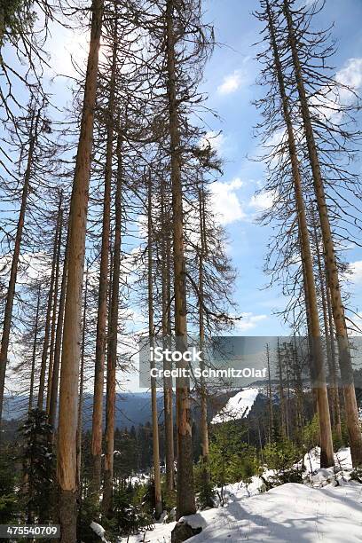 Árvores Mortas Na Floresta - Fotografias de stock e mais imagens de Ao Ar Livre - Ao Ar Livre, Baden-Württemberg, Castanho