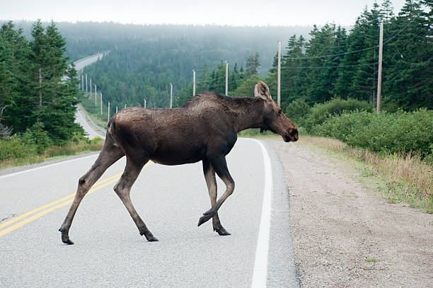 istock Moose Crossing Road - Cape Breton, Nova Scotia 475541489