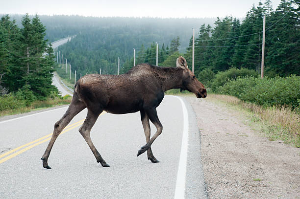 Moose Crossing Road - Cape Breton, Nova Scotia A moose crosses the road on the Cabot Trail in the Cape Breton Highlands National Park, Nova Scotia. creighton stock pictures, royalty-free photos & images