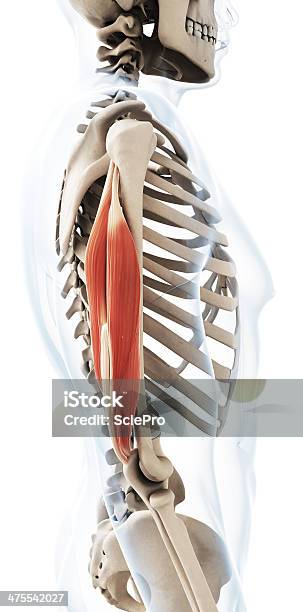 Músculo Triceps - Fotografias de stock e mais imagens de Anatomia - Anatomia, Bíceps, Parte do corpo humano