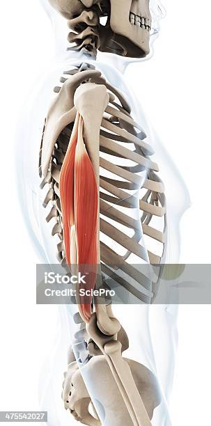 Трицепсы Без Рукавов — стоковые фотографии и другие картинки Анатомия - Анатомия, Бицепс, Часть человеческого тела