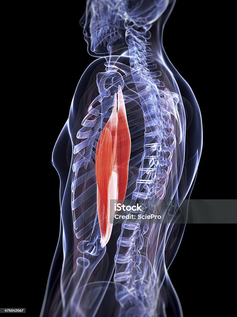 Трицепсы без рукавов - Стоковые фото Анатомия роялти-фри