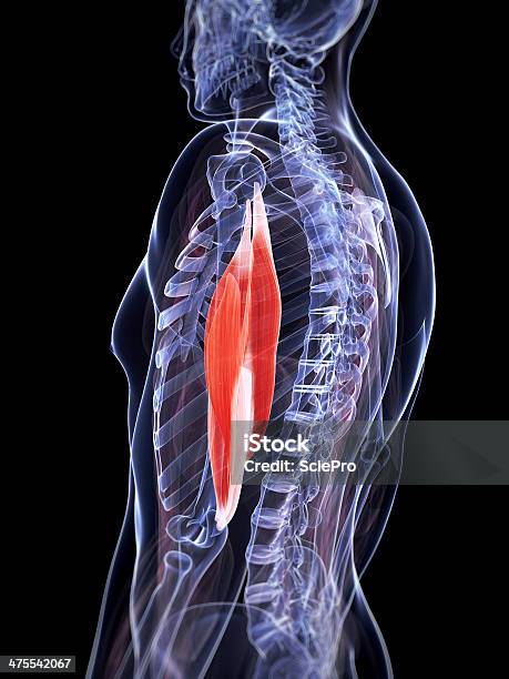 Трицепсы Без Рукавов — стоковые фотографии и другие картинки Анатомия - Анатомия, Без людей, Биология