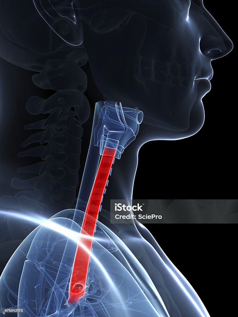 trachea - Foto de stock de Abdome royalty-free