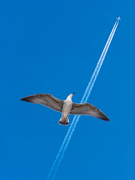 mouette bird rêve de devenir un avion - jet fighter plane air vehicle airplane photos et images de collection