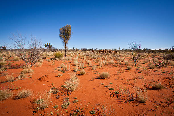 istock Feral Camels in Outback Desert Australia 475542942