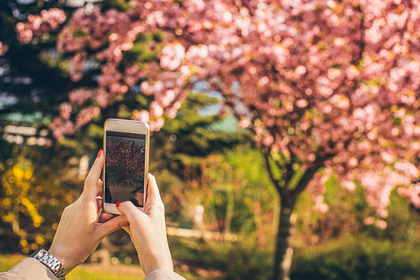 istock Photographing the cherry blossom tree 475543598