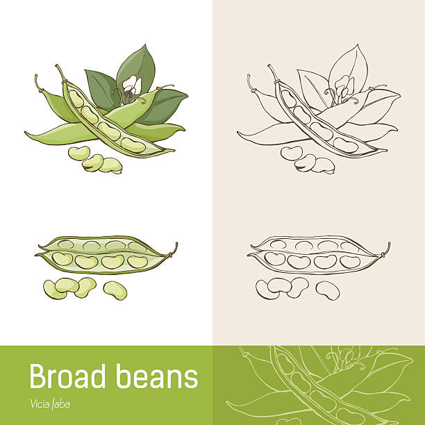 누에콩 - fava bean bean seed stock illustrations