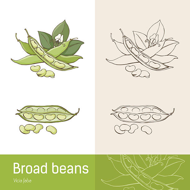 ilustrações, clipart, desenhos animados e ícones de feijão-fava - fava bean broad bean vegetable bean