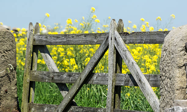 istock Gate to field of Yellow Rape 475543842