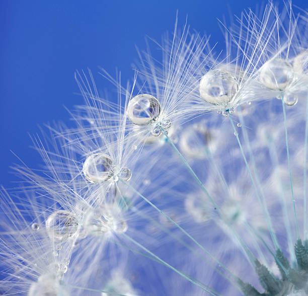 одуванчик и роса падает-абстрактный макро, как внешние пейзаж - dandelion nature water drop стоковые фото и изображения