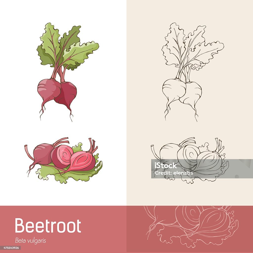 Beetroot Hand drawn botanical sketch of beetroots, roots and leaves Common Beet stock vector