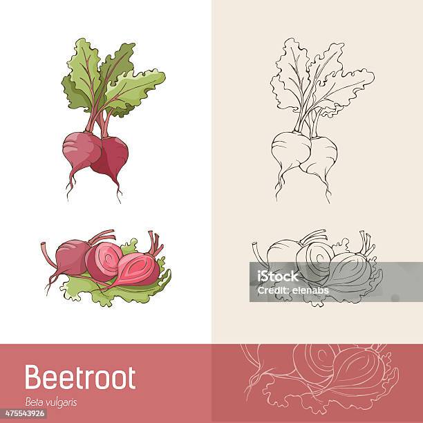 Beetroot Stock Illustration - Download Image Now - Common Beet, Beet, 2015