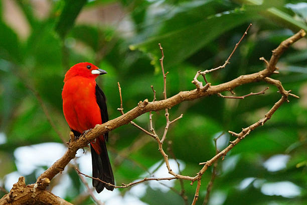 istock Colorful flame red tanager tropical brazil bird 475546534