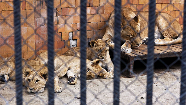 Mother lioness and her kids