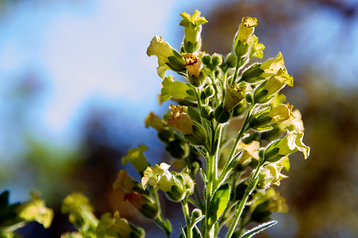 Looking up at little yellow flowers on the nicotiana rustica tobacco plant also known as Sacred Hopi, Turkish or Aztec tobacco. Used in medicinal and spiritual ceremonies.