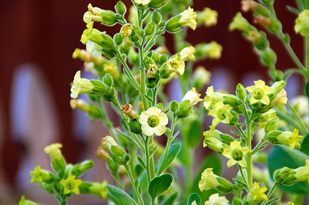 tobacco flowers in bloom Close up eye level view of little yellow flowers on the nicotiana rustica tobacco plant also known as Sacred Hopi, Turkish or Aztec tobacco. Used in medicinal and spiritual ceremonies. nicotiana rustica photos stock pictures, royalty-free photos & images