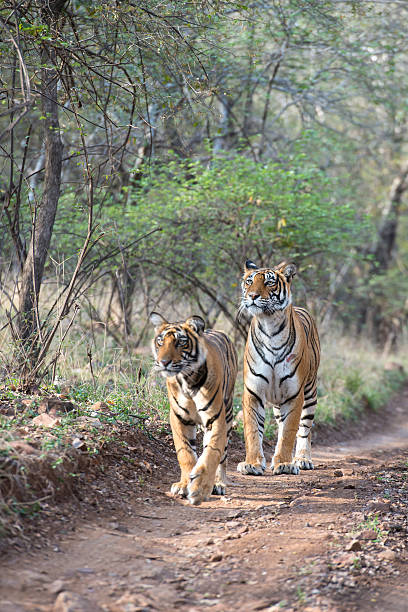 istock Bengal tigers (Panthera tigris tigris) in Ranthambhore National Park 475547922