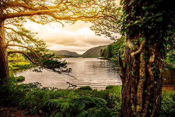 escena de tranquilidad de killarney national park, irlanda - condado de kerry fotografías e imágenes de stock