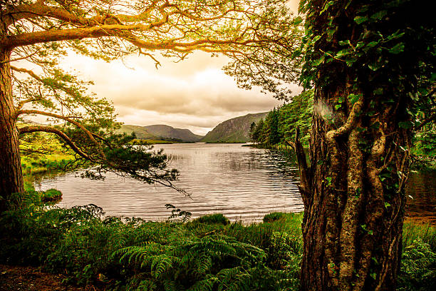 Tranquil Scene from Killarney National Park, Ireland Bright Sunlight over calm lake of Killarney National Park, Ireland republic of ireland photos stock pictures, royalty-free photos & images