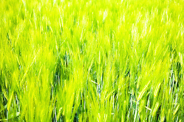 istock Young wheat plants and field 475550532